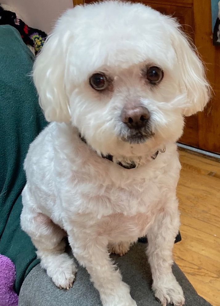 Chopin has been adopted!, an adoptable Pekingese, Poodle in Hillsdale, NJ, 07642 | Photo Image 1