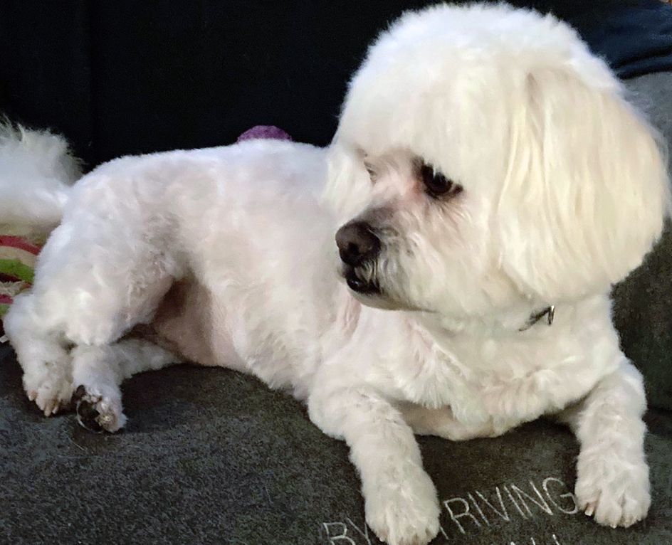 Enlarge Chopin has been adopted!, a Adoptable mixed breed in Hillsdale, NJ image 3/3