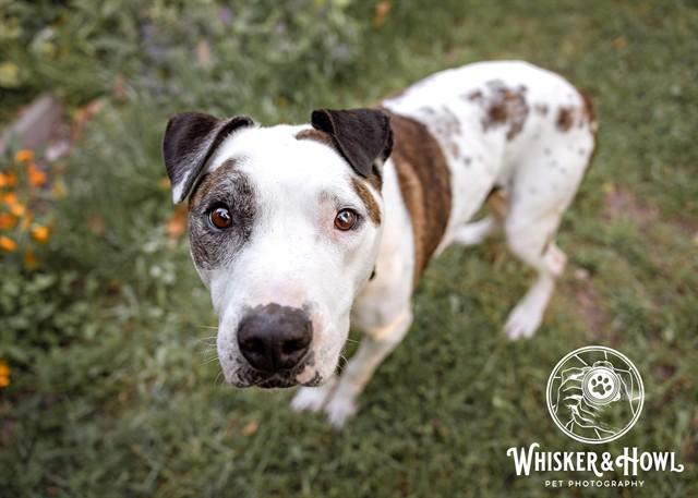 GREGORY, Adoptable, Senior Male Pit Bull Terrier.