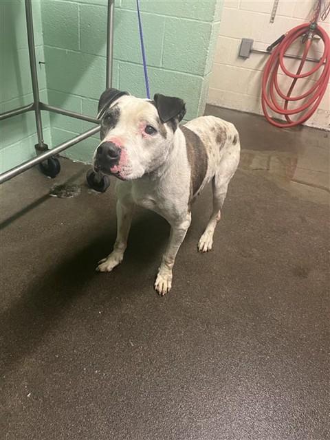 Enlarge GREGORY, a Adoptable Pit Bull Terrier in Sacramento, CA image 1/1