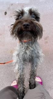 Enlarge Sora, a ADOPTABLE Miniature Schnauzer in Longwood, FL image 2/6