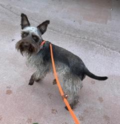Enlarge Sora, a ADOPTABLE Miniature Schnauzer in Longwood, FL image 5/6