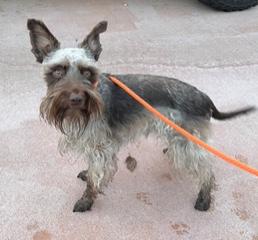 Sora, ADOPTABLE, Young Male Miniature Schnauzer.