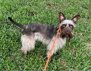 Enlarge Sora, a ADOPTABLE Miniature Schnauzer in Longwood, FL image 6/6