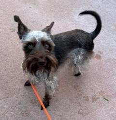 Enlarge Sora, a ADOPTABLE Miniature Schnauzer in Longwood, FL image 3/6