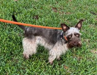 Enlarge Sora, a ADOPTABLE Miniature Schnauzer in Longwood, FL image 4/6