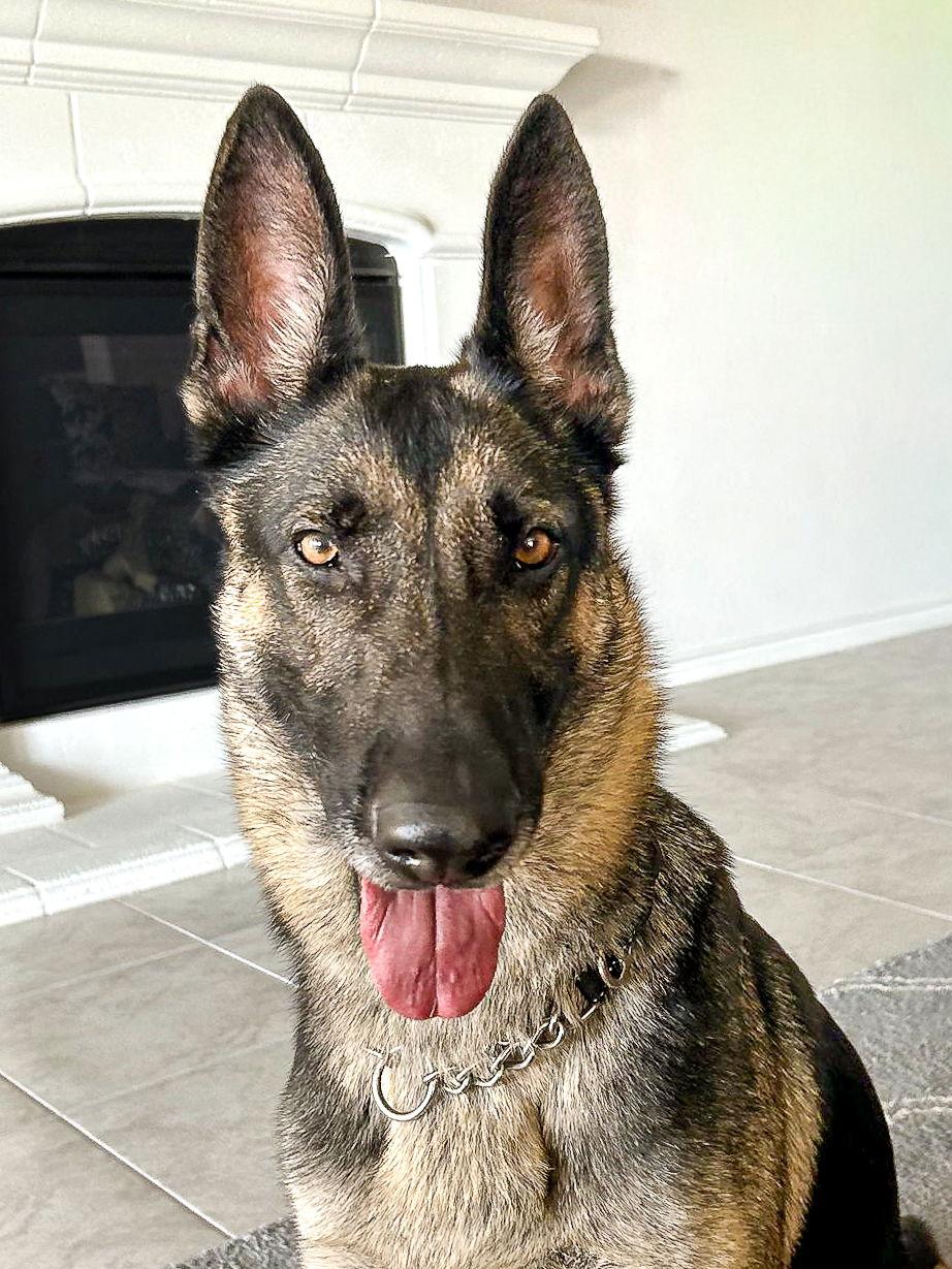 Keilani, a Adoptable German Shepherd Dog in McKinney, TX image 1/3