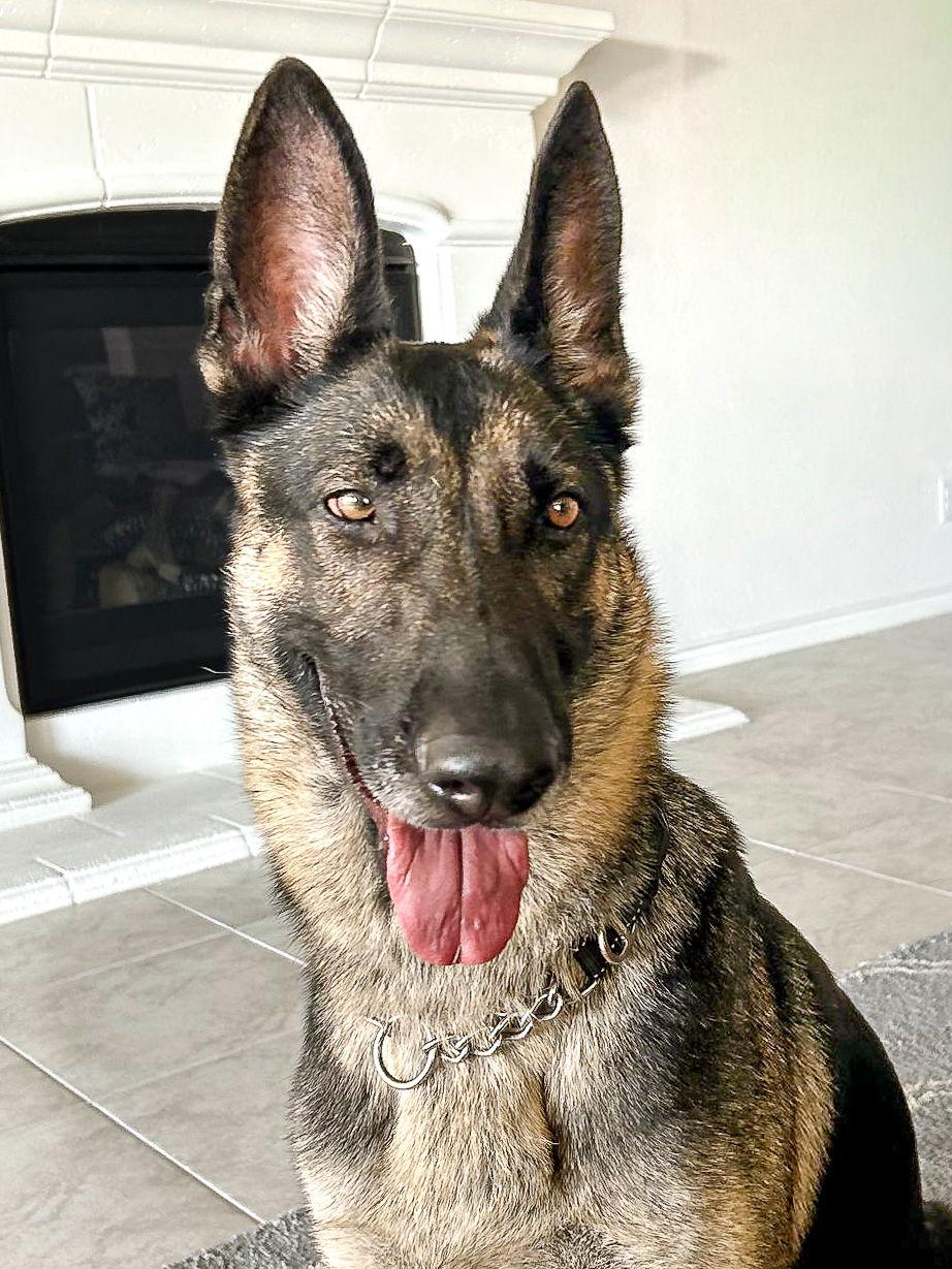 Keilani, a Adoptable German Shepherd Dog in McKinney, TX image 2/3