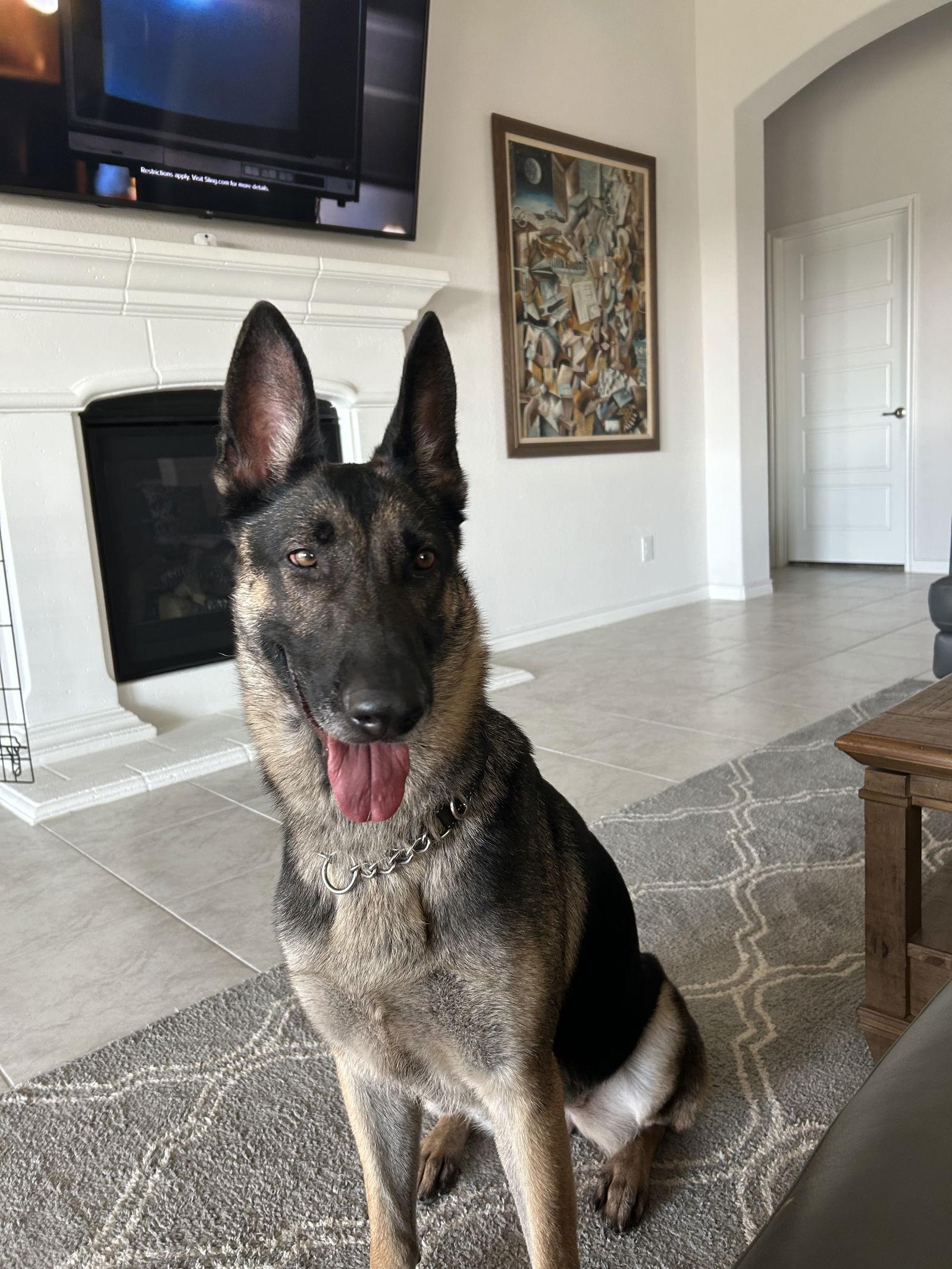 Keilani, a Adoptable German Shepherd Dog in McKinney, TX image 3/3