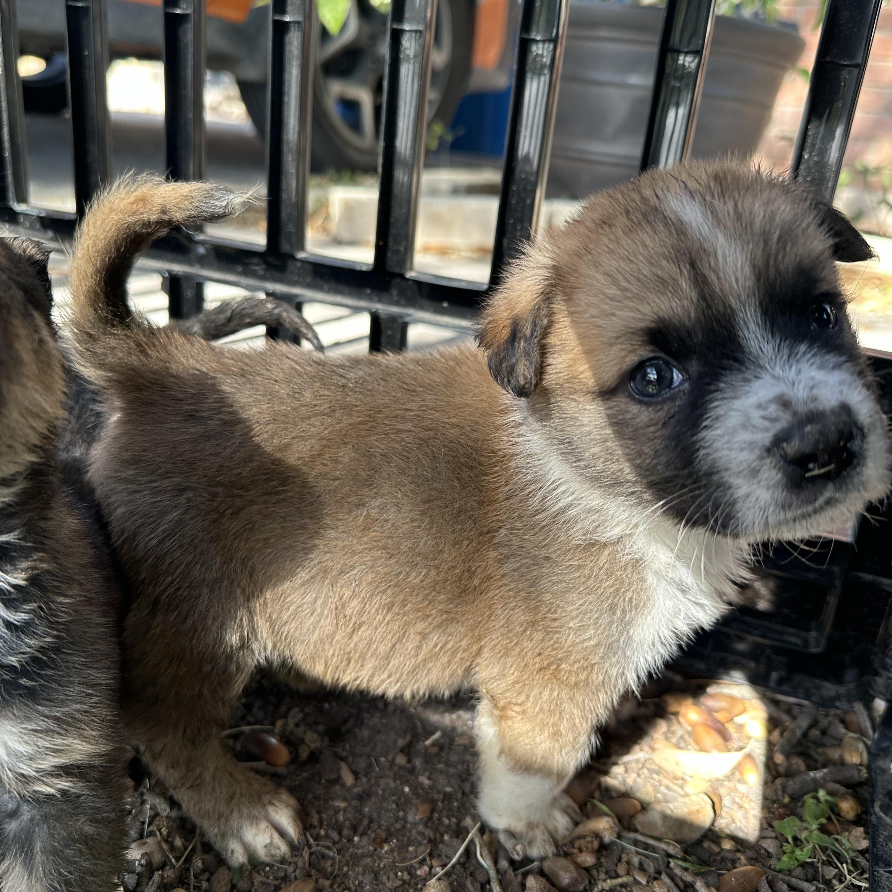 Enlarge Sam Winchester, a Adoptable mixed breed in kirby, TX image 1/2