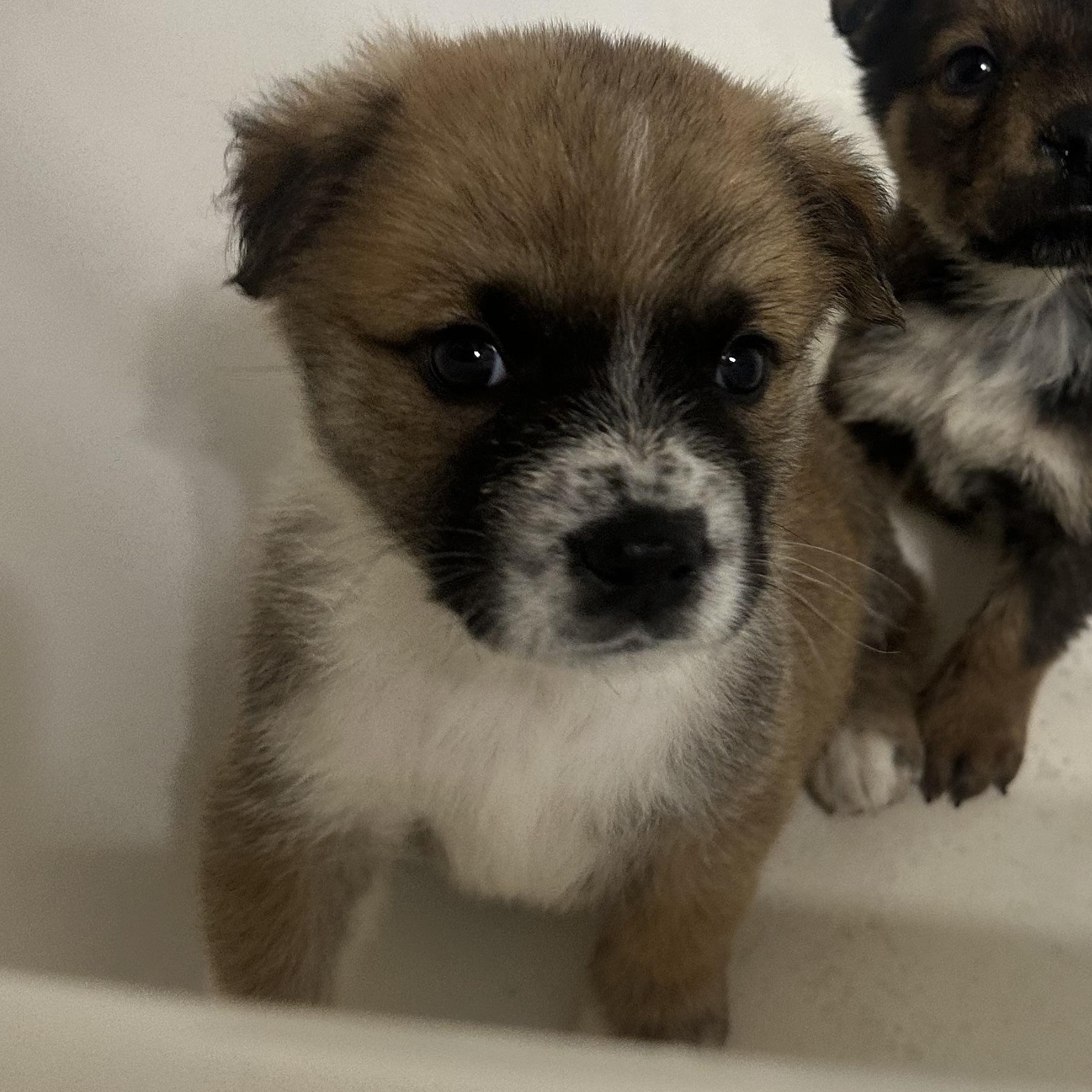 Enlarge Sam Winchester, a Adoptable mixed breed in kirby, TX image 2/2