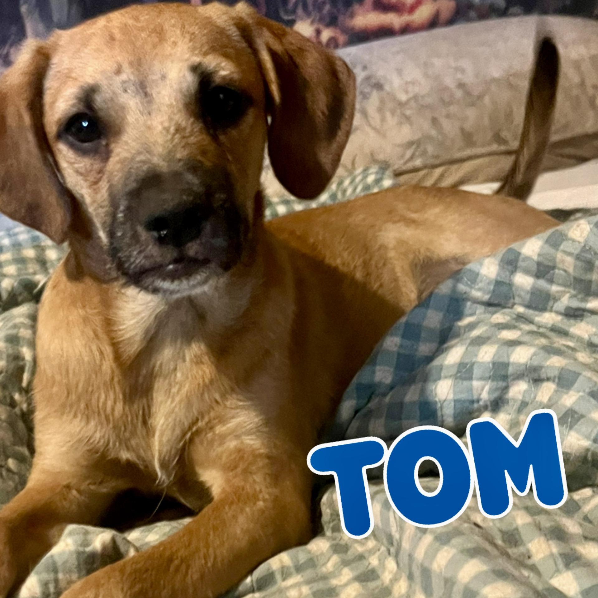Enlarge Tom, a Adoptable mixed breed image 1/2