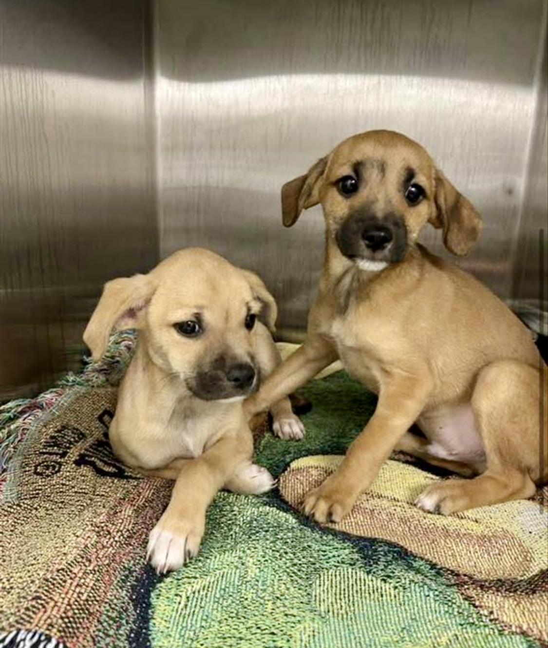 Enlarge Tom, a Adoptable mixed breed image 2/2