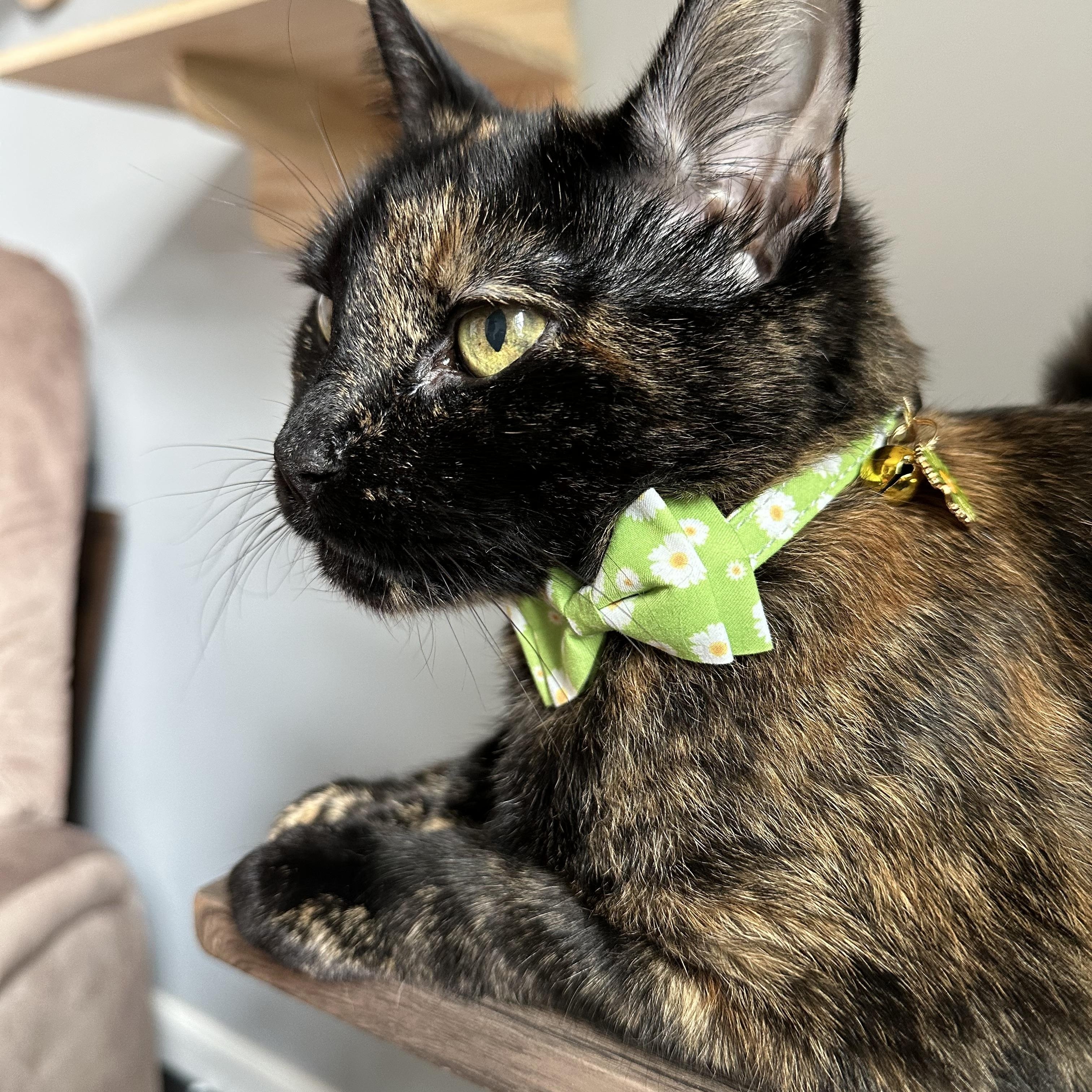 Miss Kitty, a Adoptable Tortoiseshell in New York, NY image 5/6