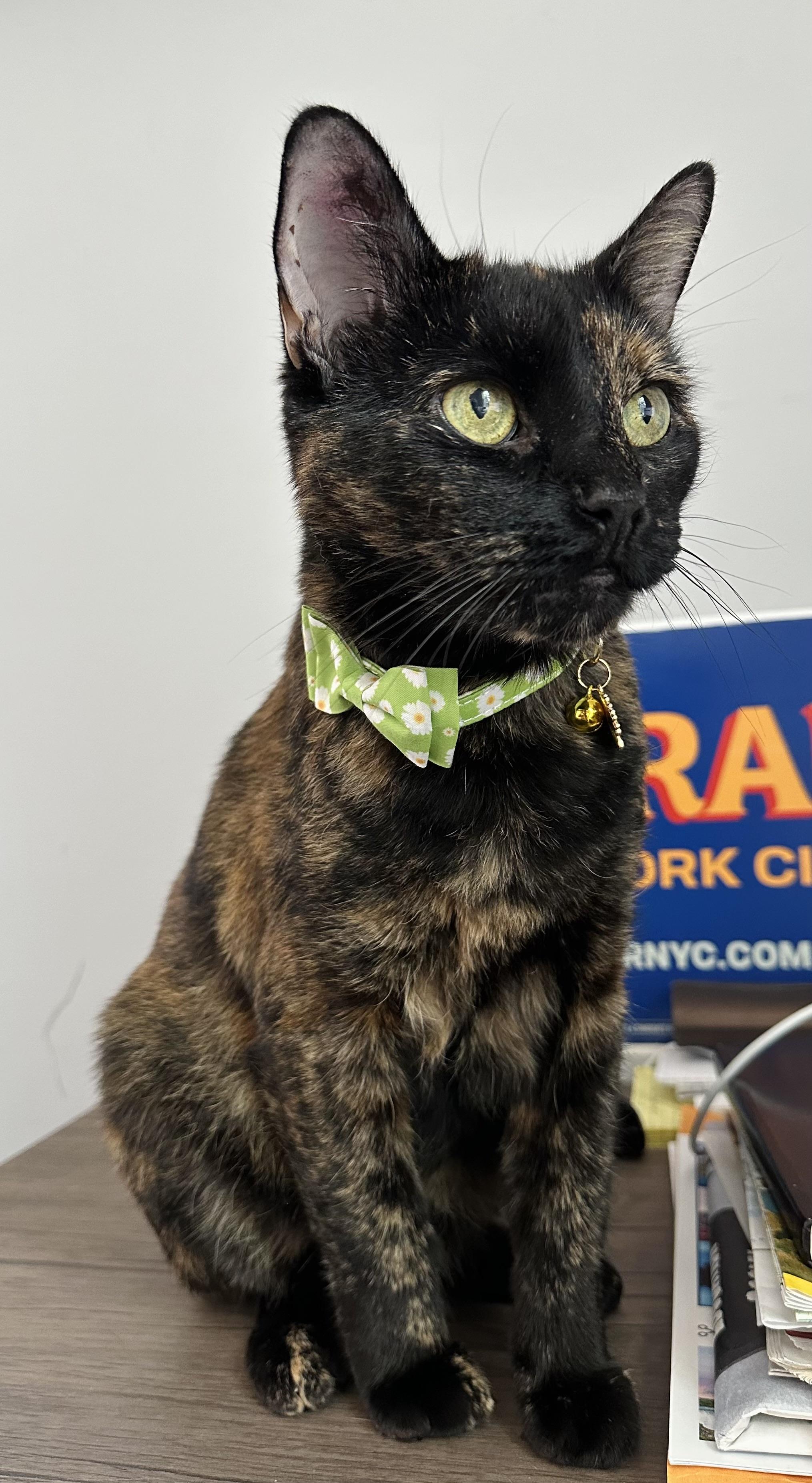 Miss Kitty, a Adoptable Tortoiseshell in New York, NY image 6/6
