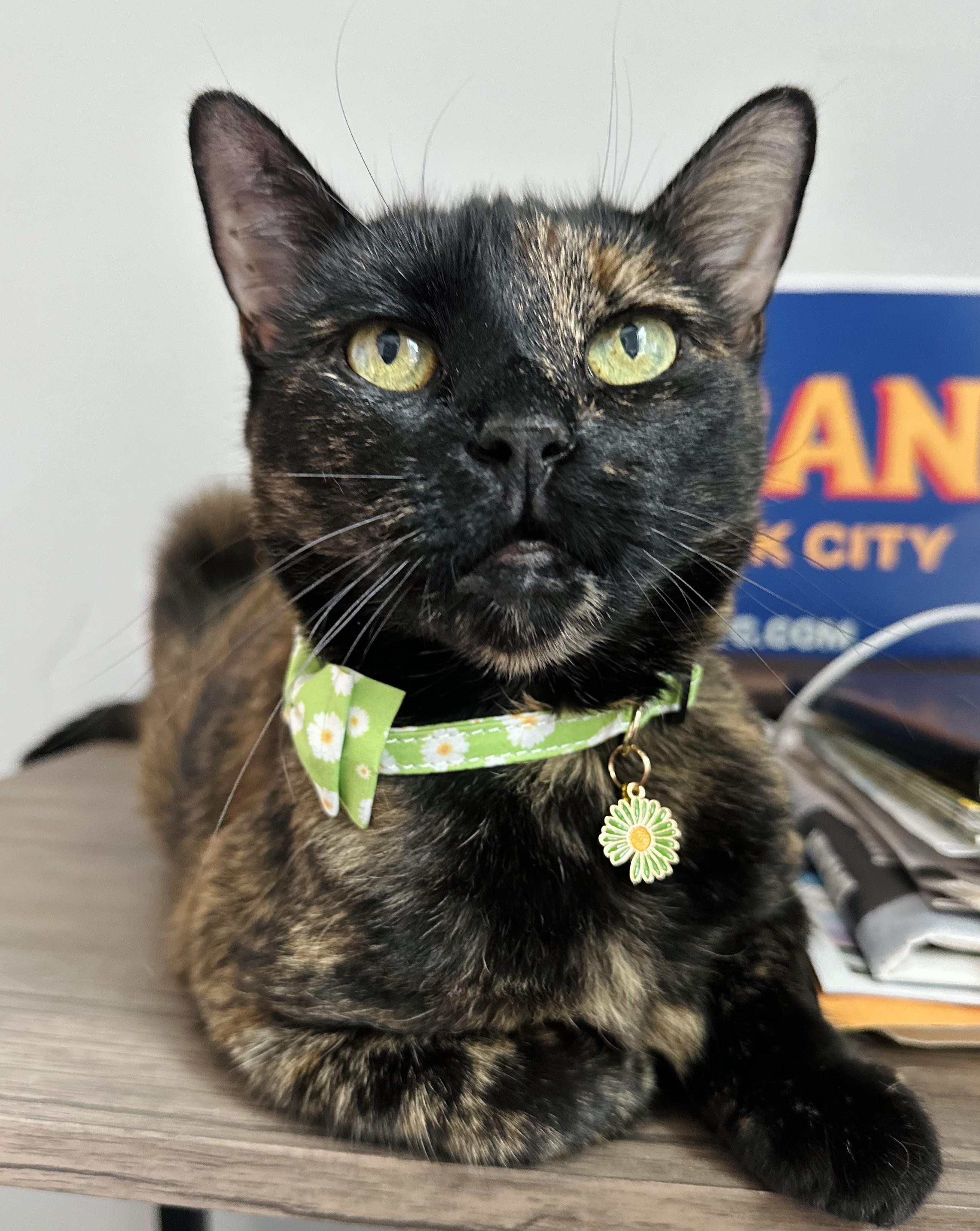Miss Kitty, Adoptable, Adult Female Tortoiseshell.