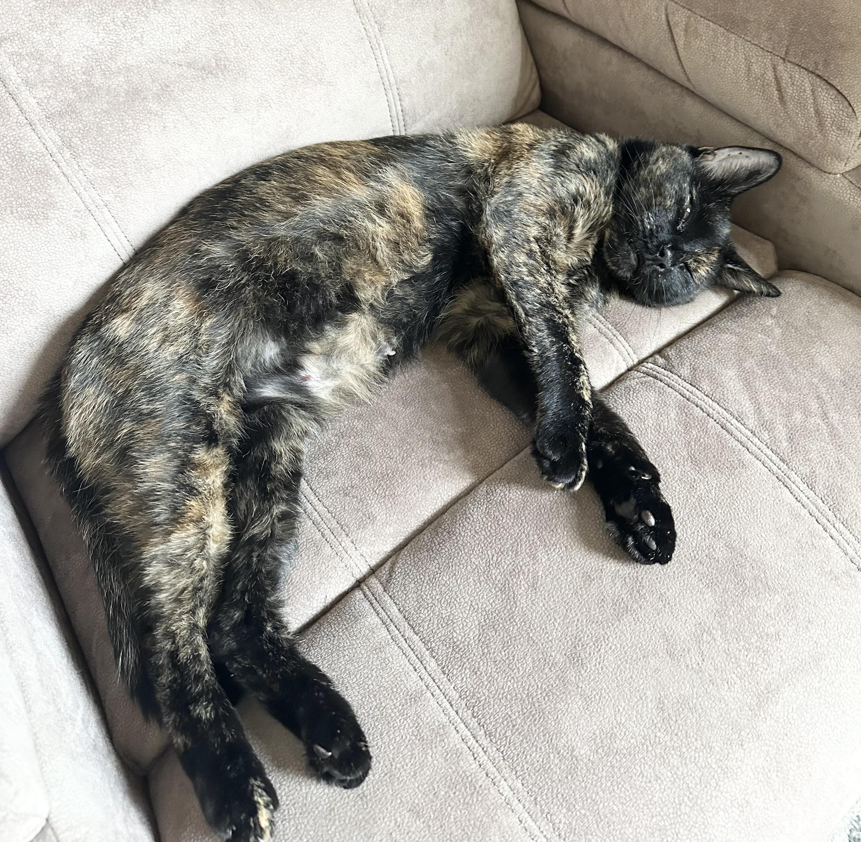 Miss Kitty, a Adoptable Tortoiseshell in New York, NY image 2/6