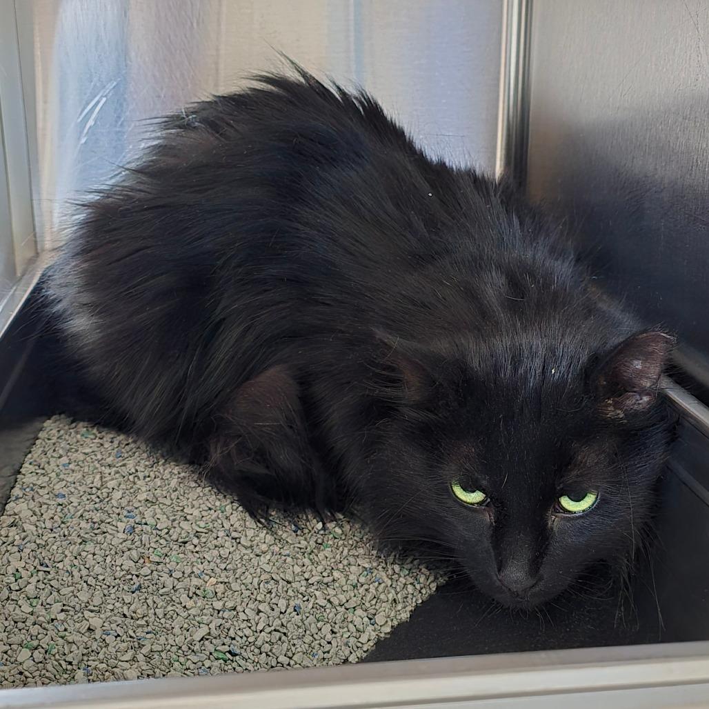 Poppy Seed New Mexico, Adoptable, Adult Male Domestic Long Hair.