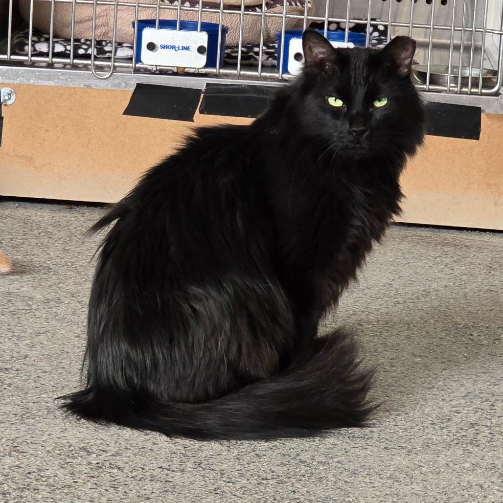 Enlarge Poppy Seed New Mexico, a Adoptable Domestic Long Hair in Denver, CO image 2/6