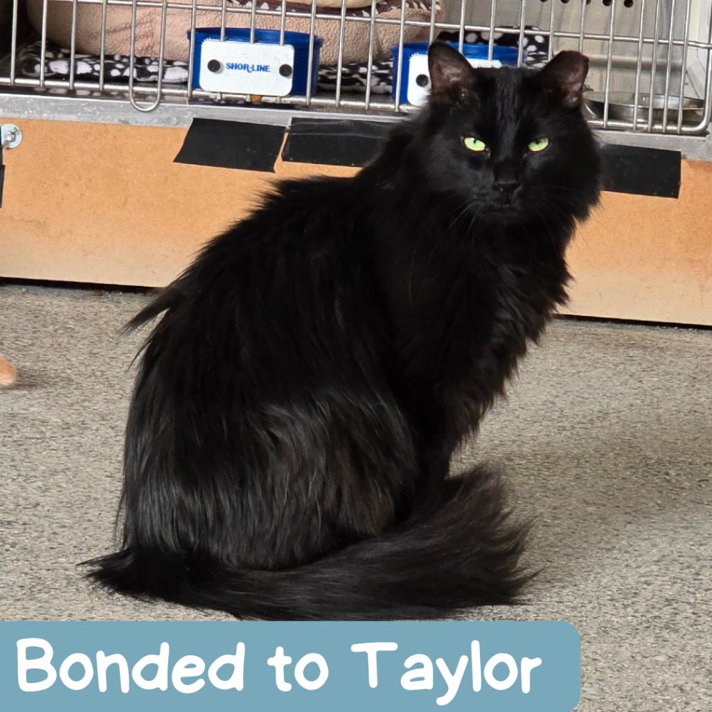 Enlarge Poppy Seed New Mexico, a Adoptable Domestic Long Hair in Denver, CO image 3/6