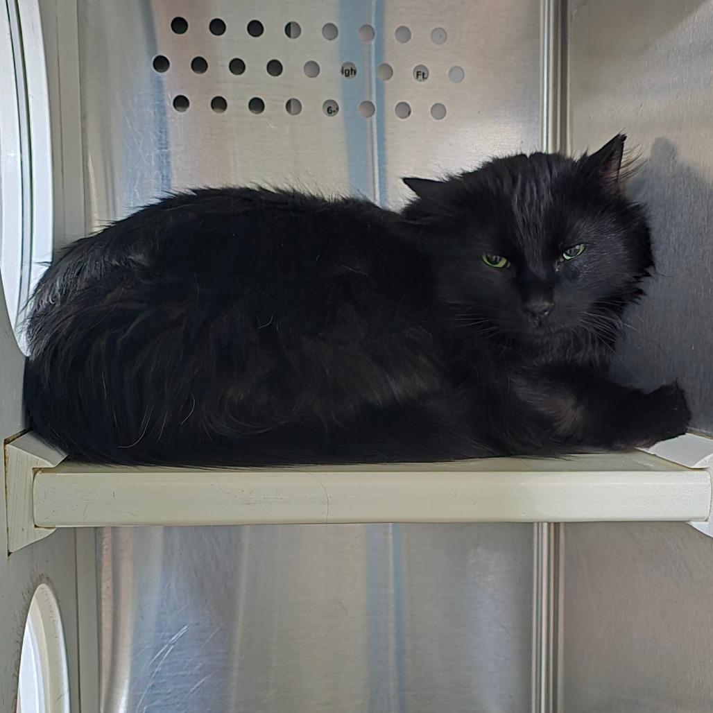 Enlarge Poppy Seed New Mexico, a Adoptable Domestic Long Hair in Denver, CO image 4/6