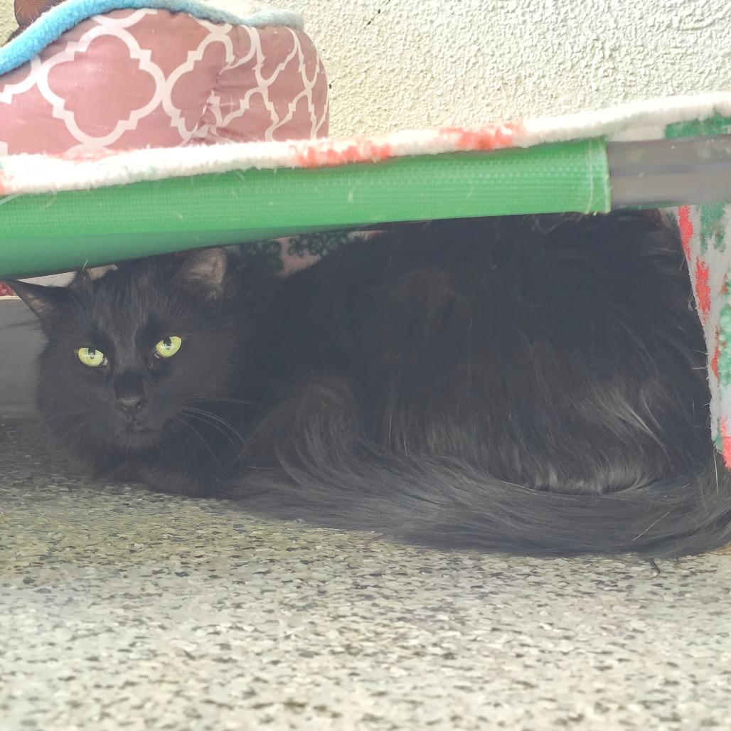 Enlarge Poppy Seed New Mexico, a Adoptable Domestic Long Hair in Denver, CO image 5/6