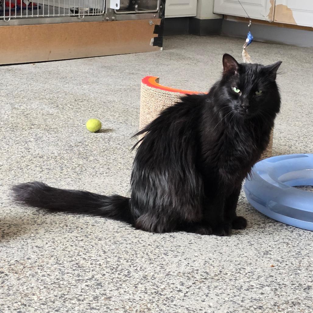 Enlarge Poppy Seed New Mexico, a Adoptable Domestic Long Hair in Denver, CO image 6/6