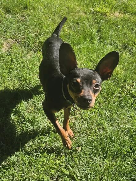 Enlarge Gizmo, a ADOPTABLE Miniature Pinscher in Sacramento, CA image 2/6