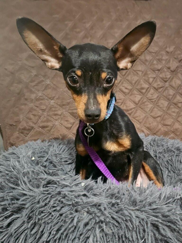 Enlarge Gizmo, a ADOPTABLE Miniature Pinscher in Sacramento, CA image 6/6