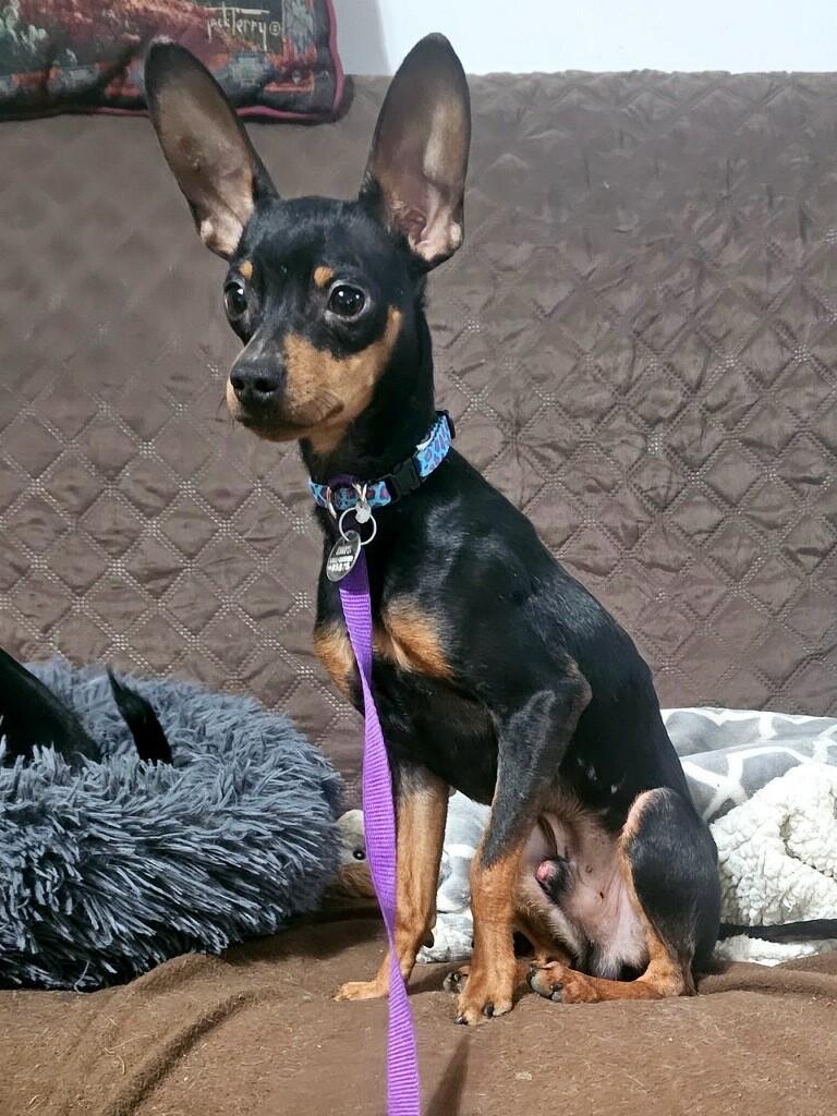 Enlarge Gizmo, a ADOPTABLE Miniature Pinscher in Sacramento, CA image 1/6