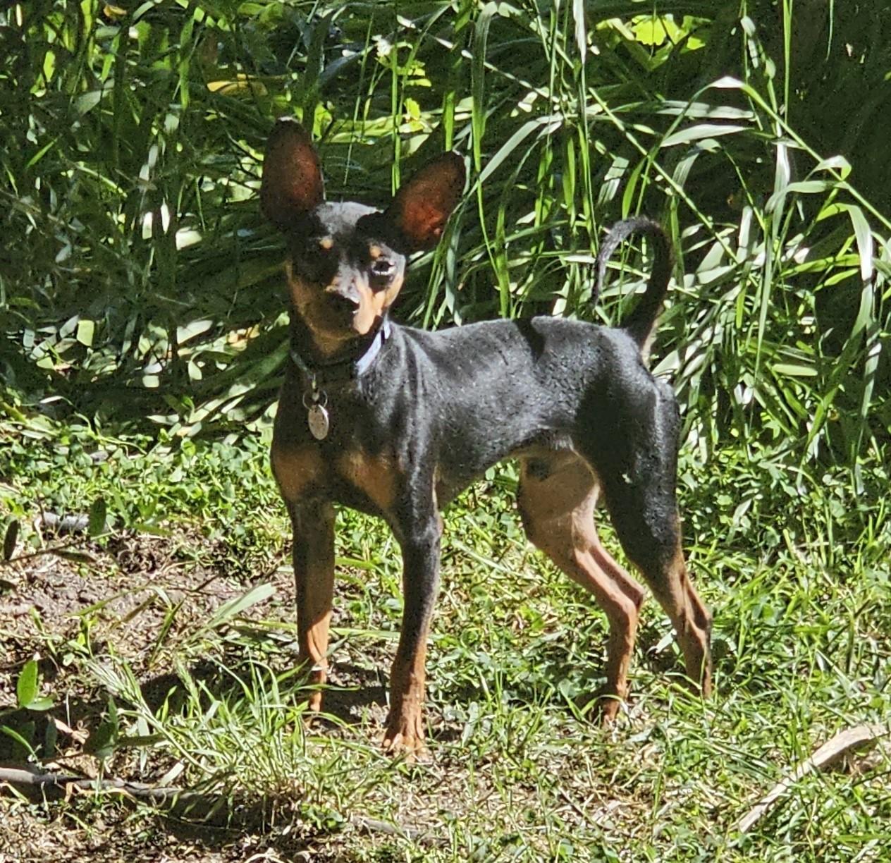 Enlarge Gizmo, a ADOPTABLE Miniature Pinscher in Sacramento, CA image 3/6