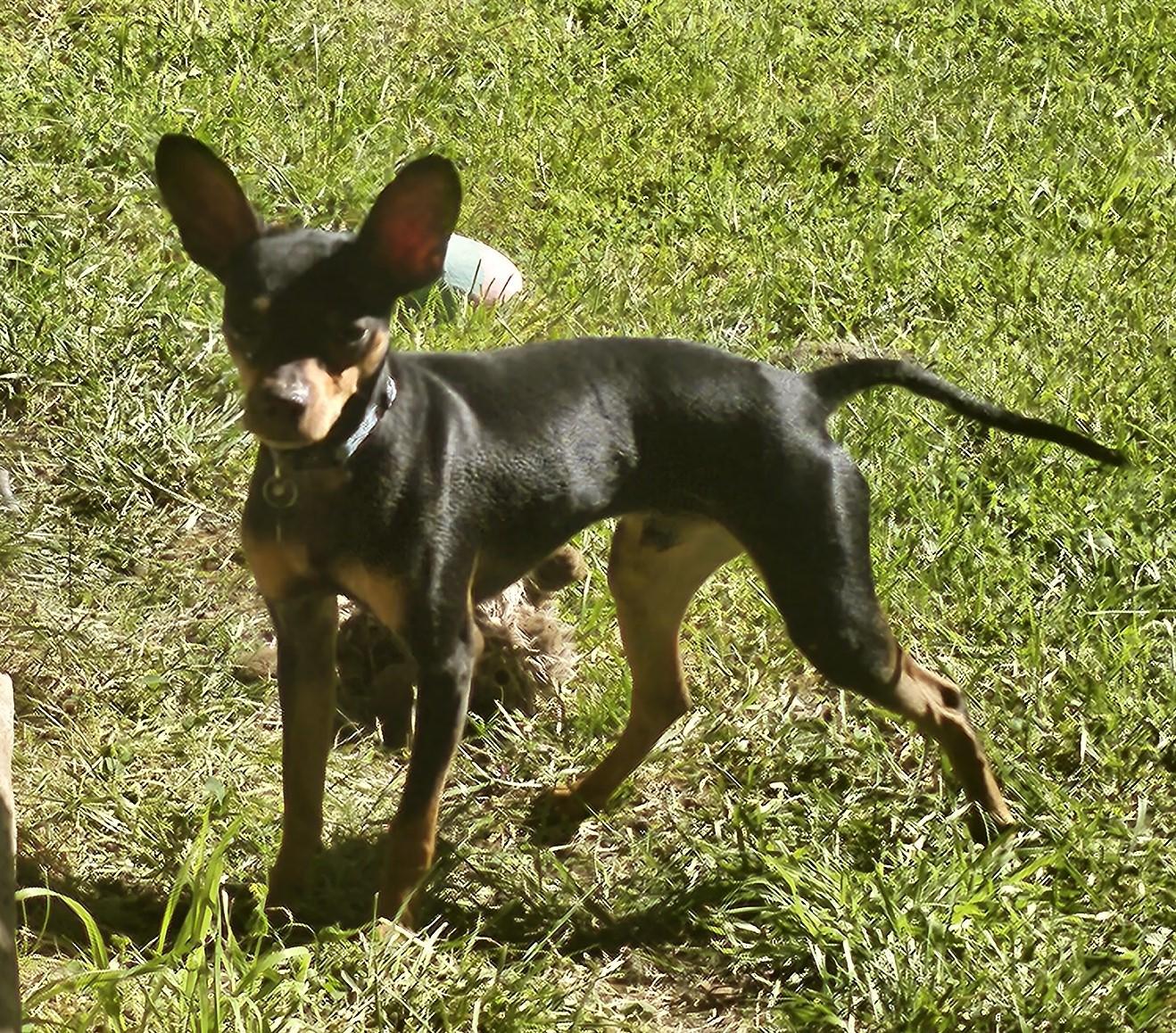 Enlarge Gizmo, a ADOPTABLE Miniature Pinscher in Sacramento, CA image 4/6