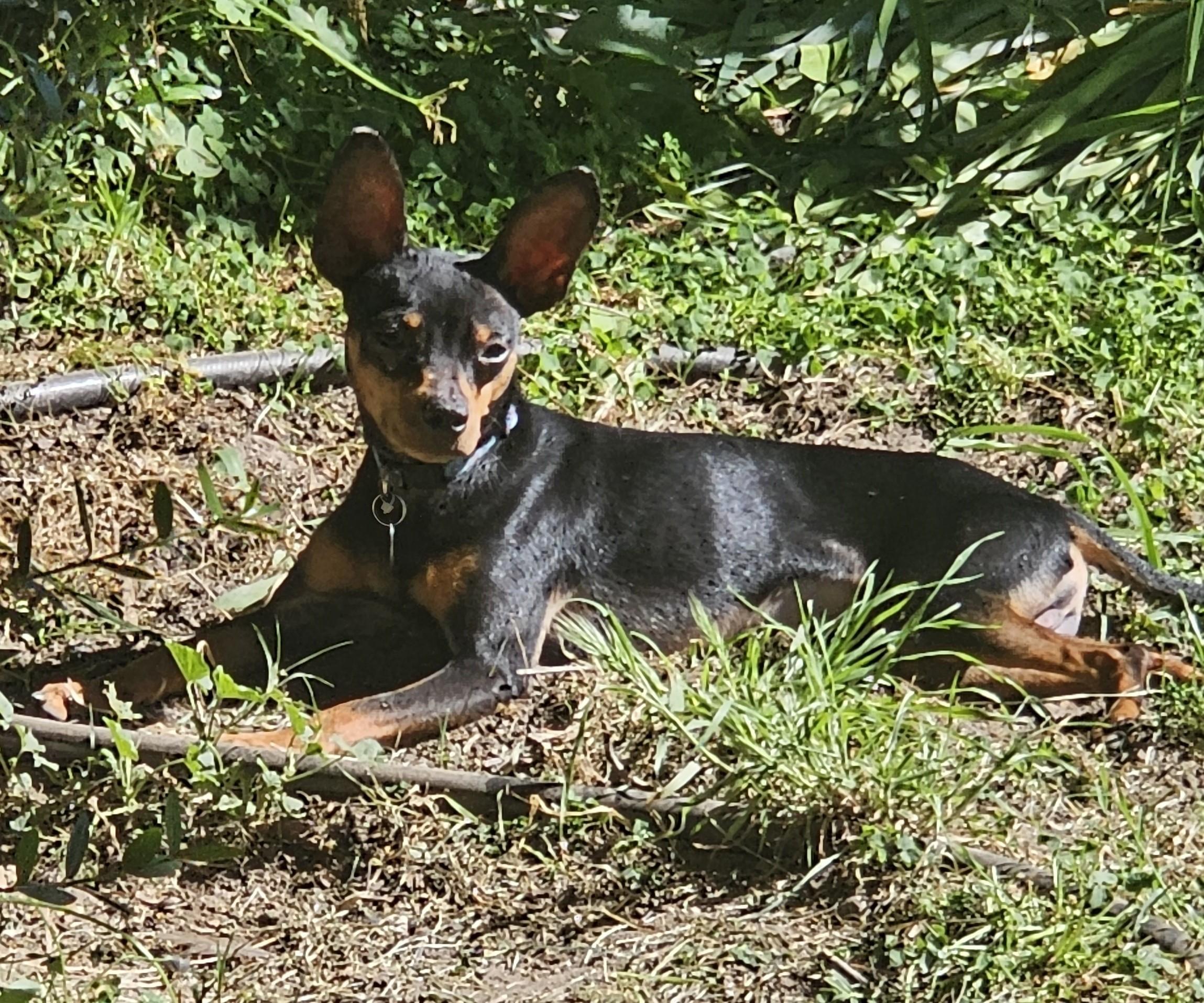 Enlarge Gizmo, a ADOPTABLE Miniature Pinscher in Sacramento, CA image 5/6