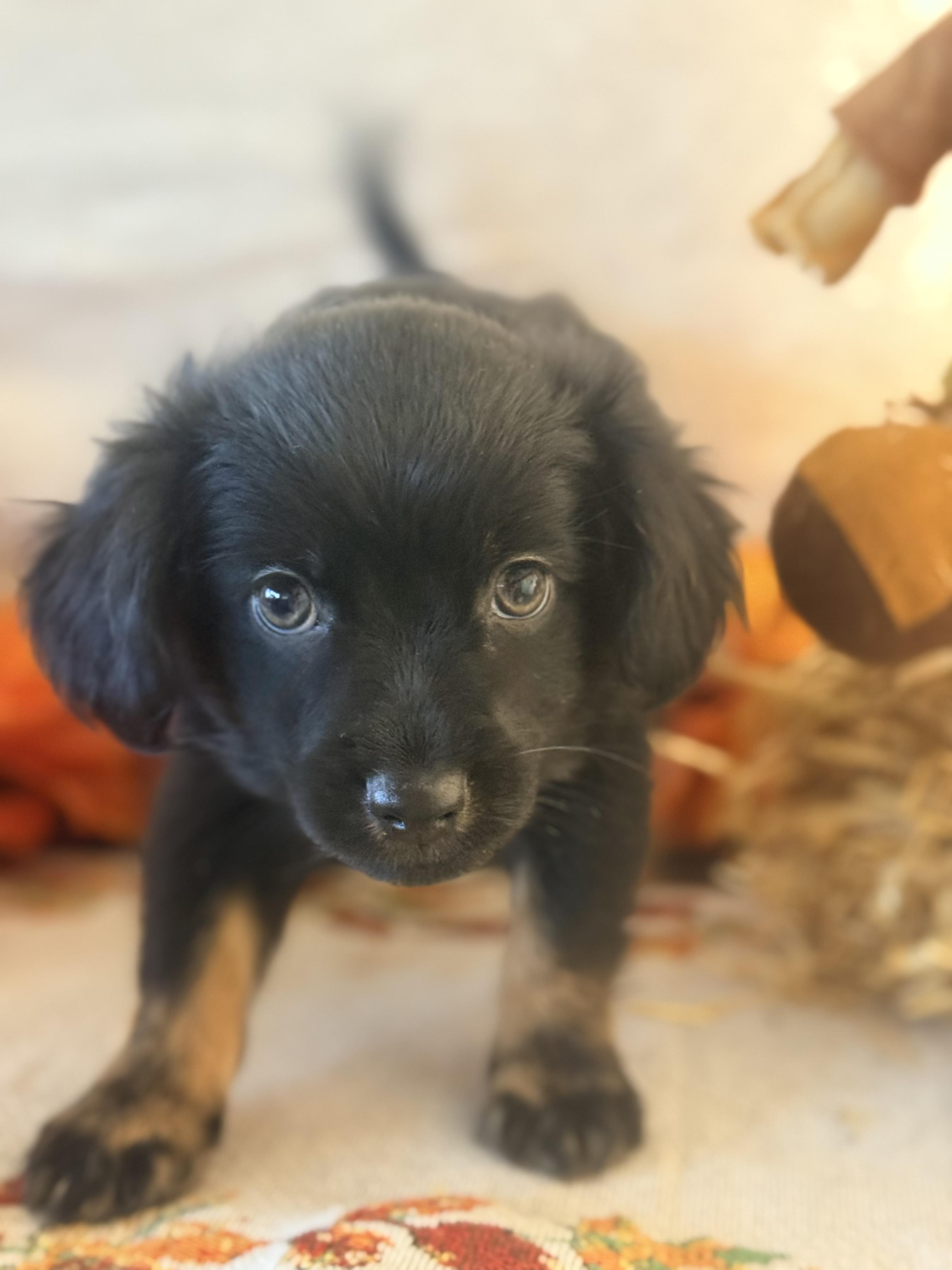 Enlarge Pugsley, a Adoptable mixed breed in valley springs, CA image 3/4