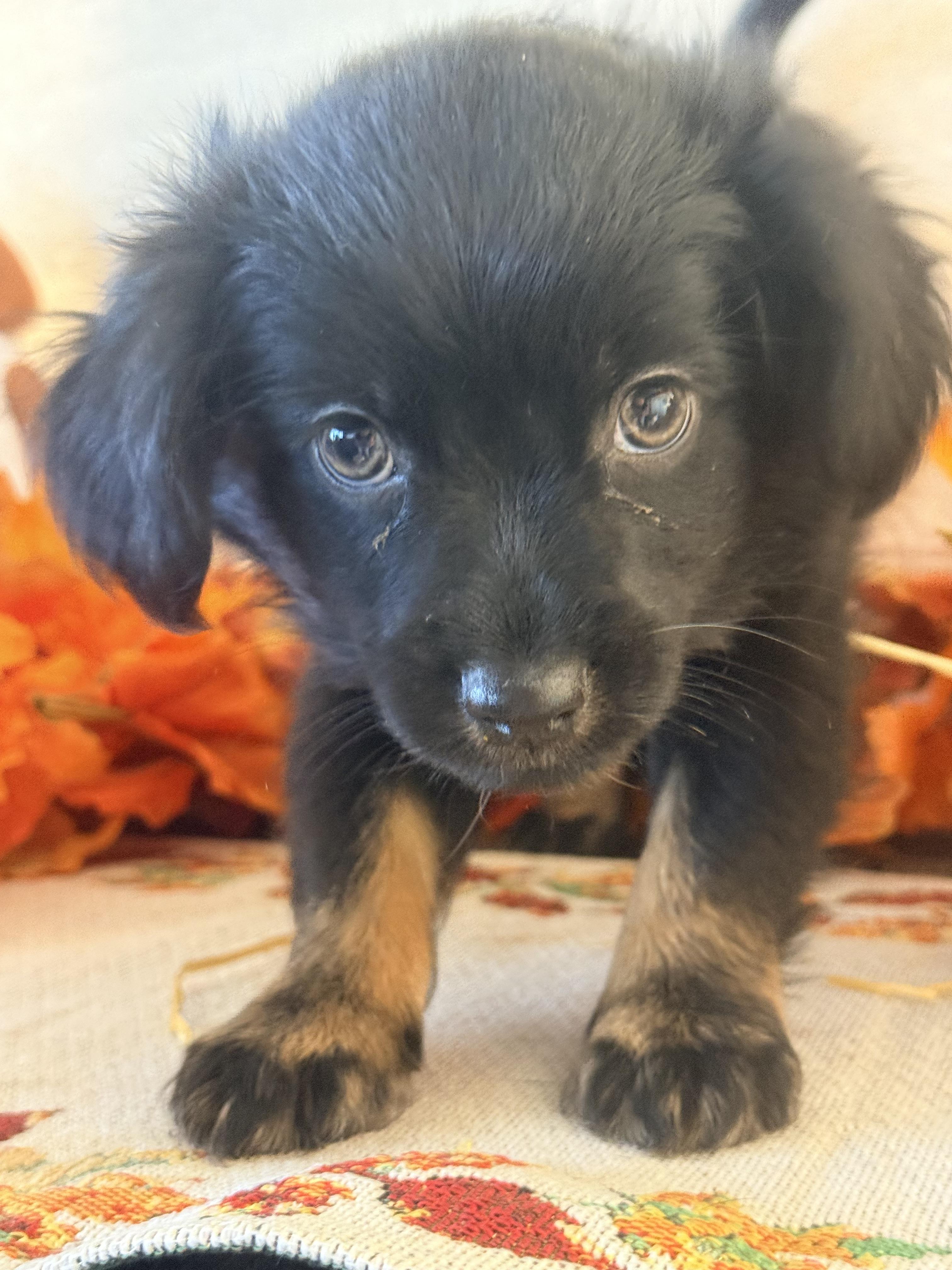 Enlarge Pugsley, a Adoptable mixed breed in valley springs, CA image 2/4