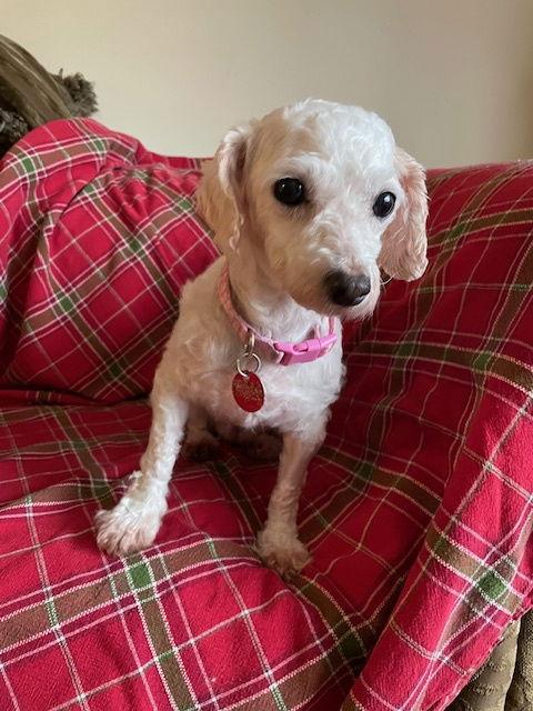 Enlarge Beth, a Adopted Bichon Frise in Etobicoke, ON image 1/3