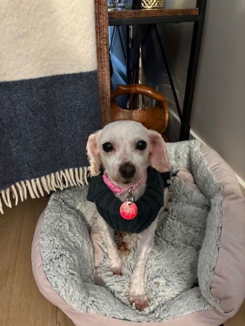 Enlarge Beth, a Adopted Bichon Frise in Etobicoke, ON image 2/3