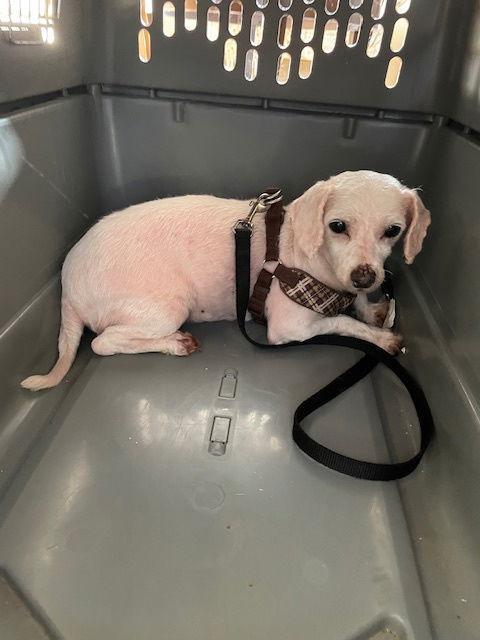 Beth, Adoptable, Adult Female Bichon Frise.