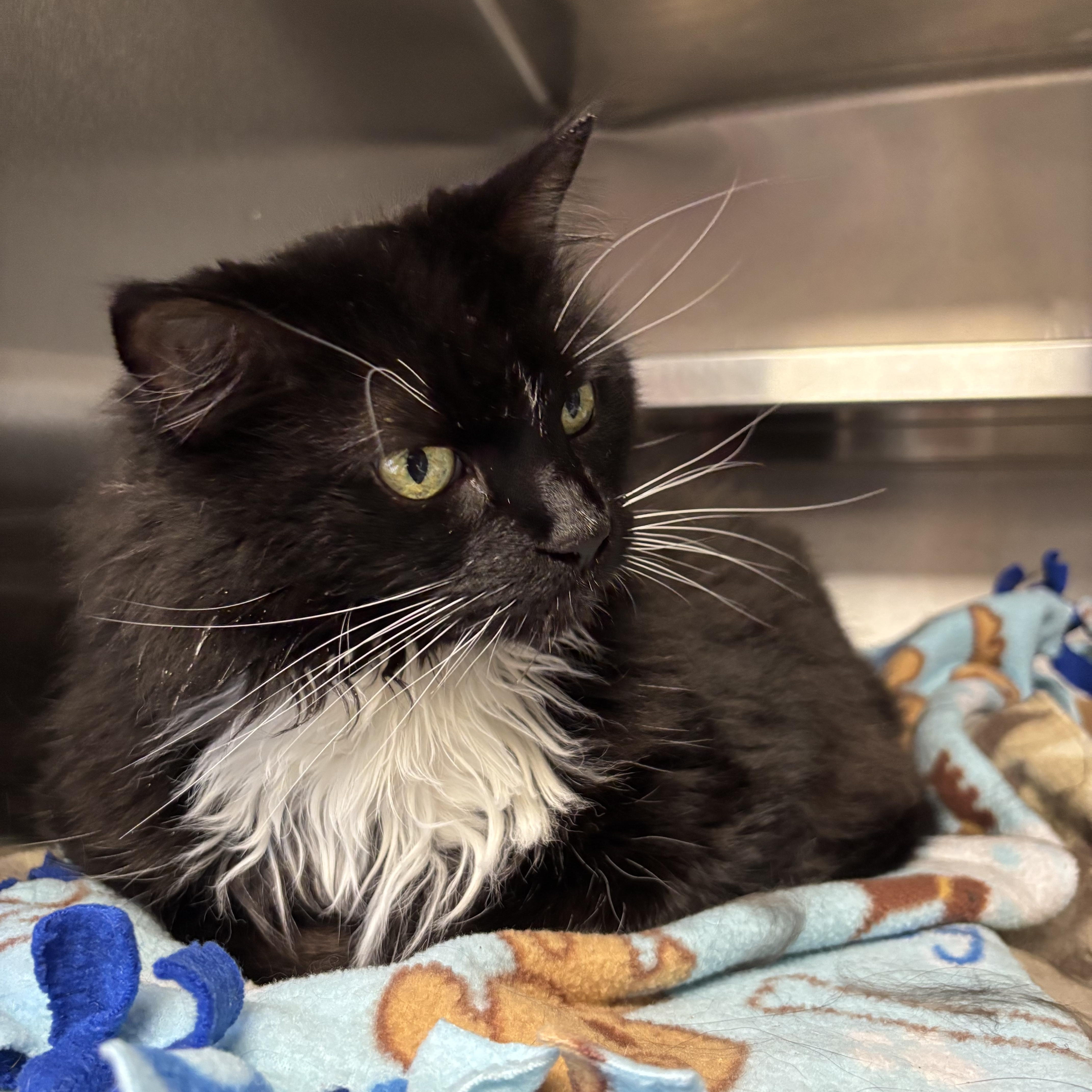 Winniford, Senior Female Domestic Medium Hair