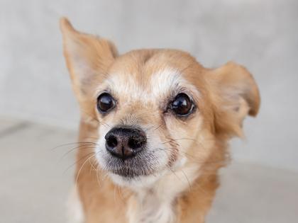 Missy, Adoptable, Senior Female Mixed Breed & Mixed Breed.