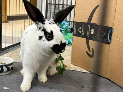Thaddeus, Adoptable, Adult Male Dutch & Bunny Rabbit.