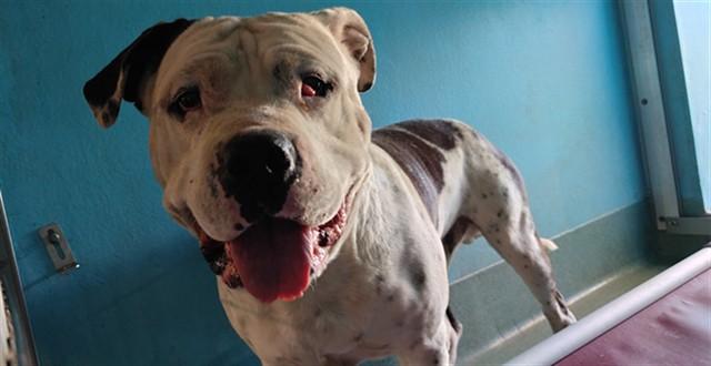 OL' FAITHFUL, Adoptable, Young Male American Bulldog.