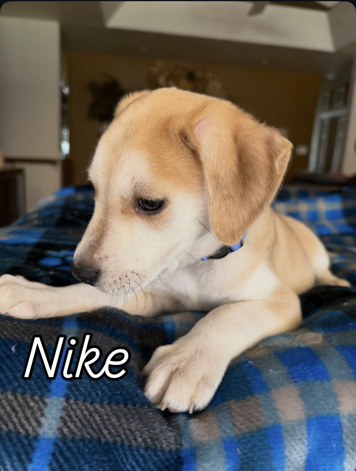 Nike, ADOPTABLE, Puppy Male Labrador Retriever & Whippet.