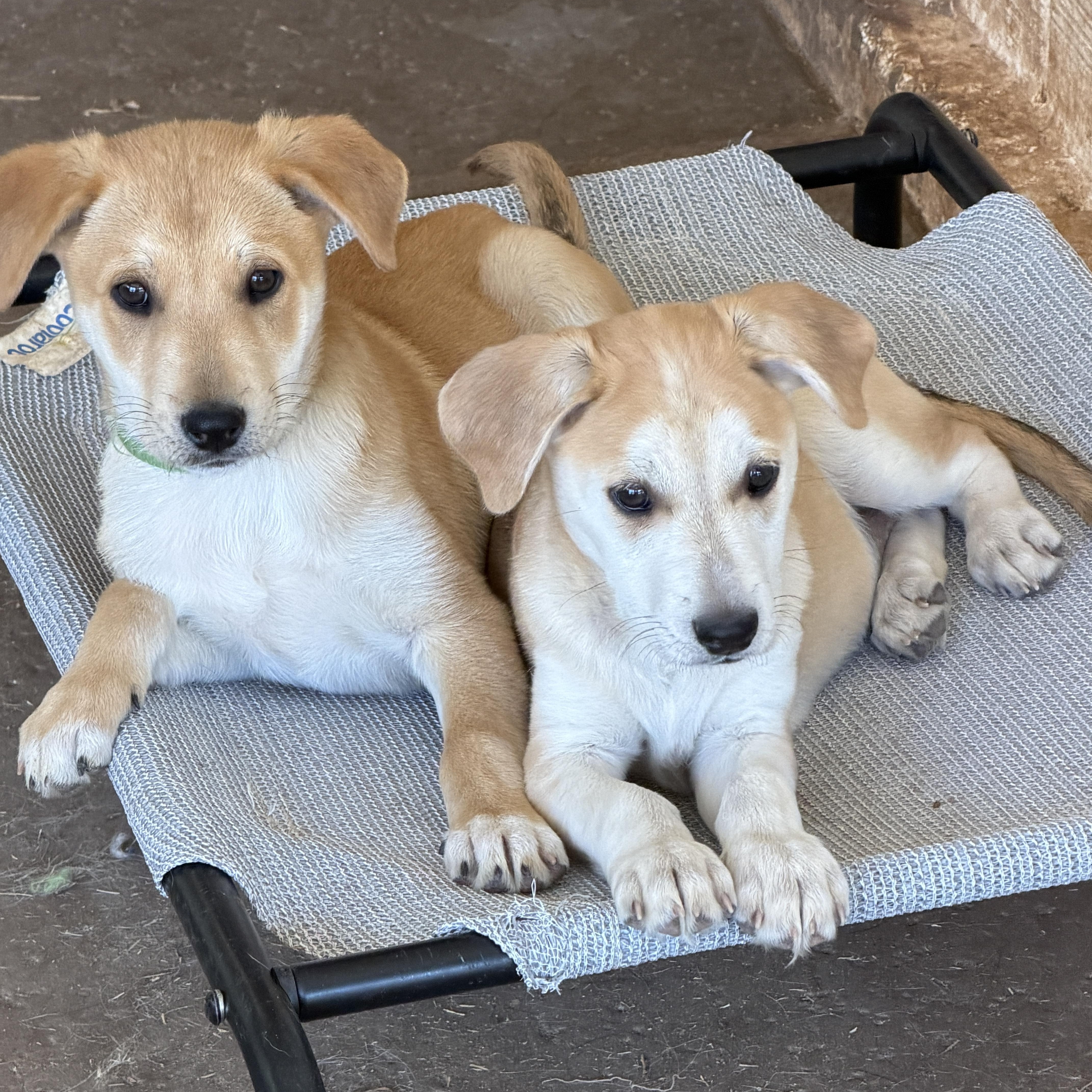 Enlarge Nike, a ADOPTABLE mixed breed in Gilbert, AZ image 4/4