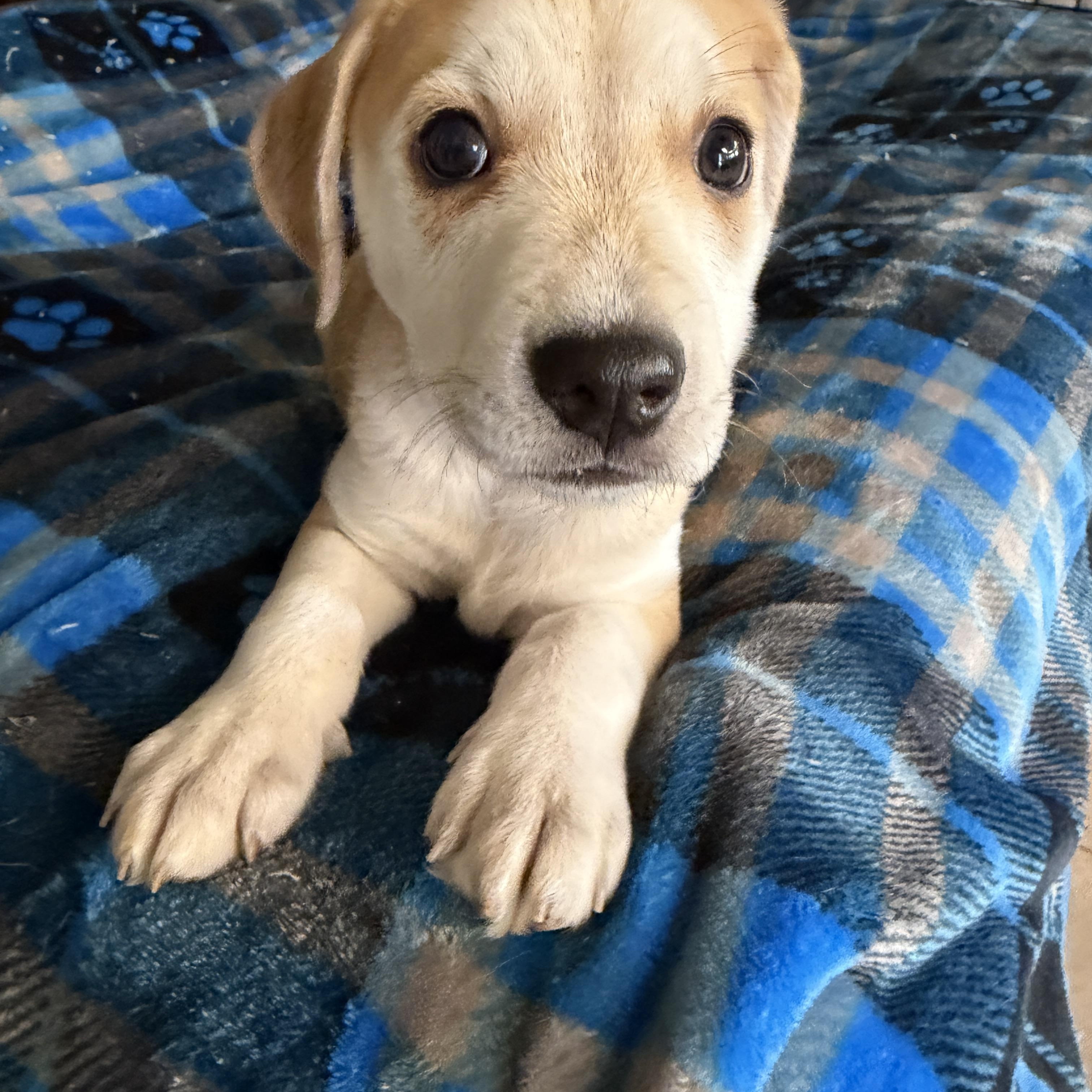 Enlarge Nike, a ADOPTABLE mixed breed in Gilbert, AZ image 2/4