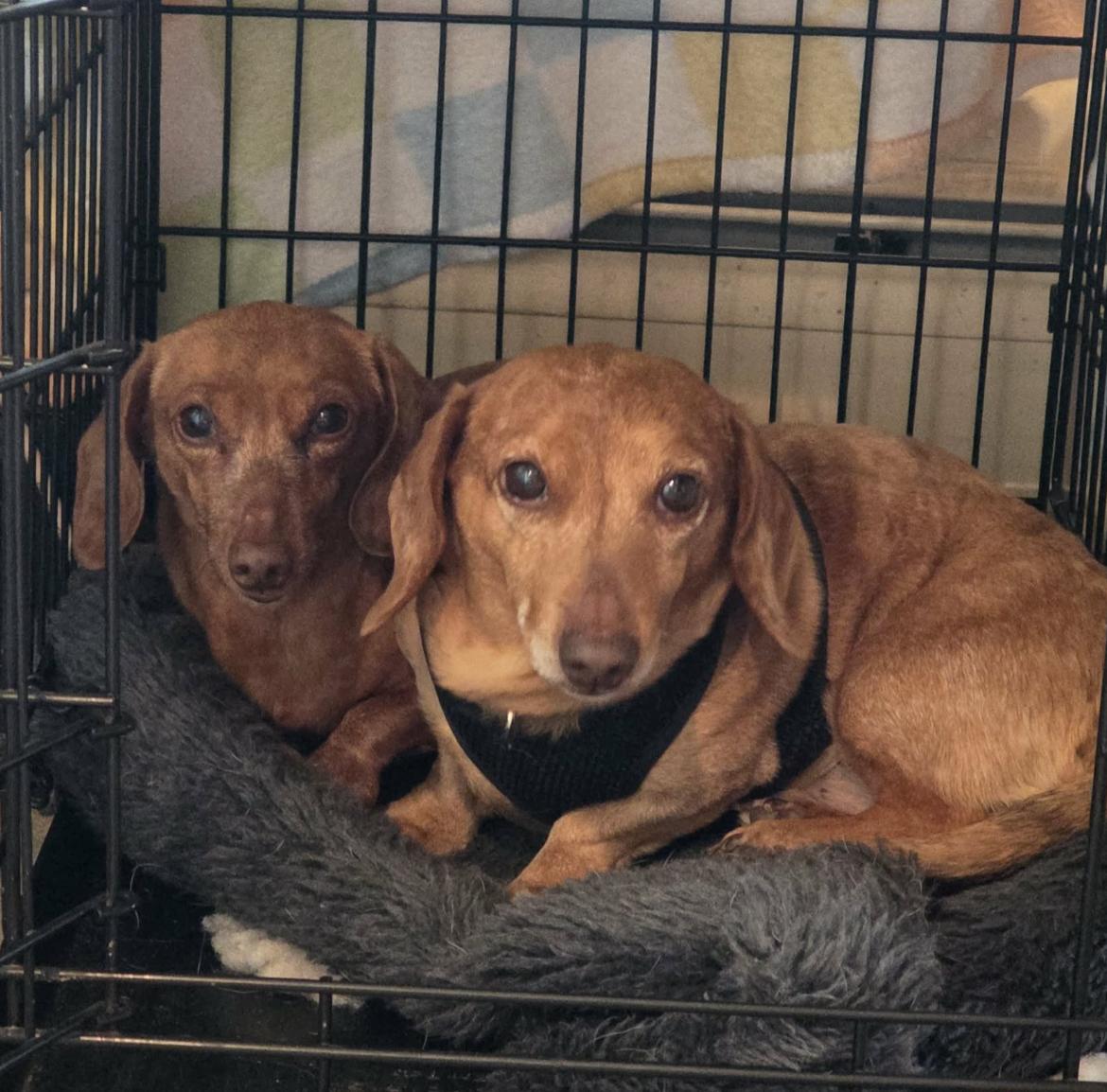 Enlarge Hooper (bonded with Hannah), a Adoptable Dachshund in Saugus, MA image 1/3