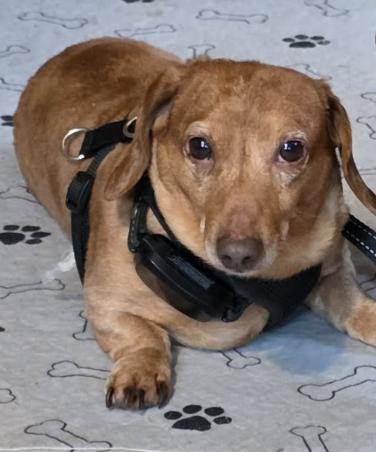 Enlarge Hooper (bonded with Hannah), a Adoptable Dachshund in Saugus, MA image 2/3