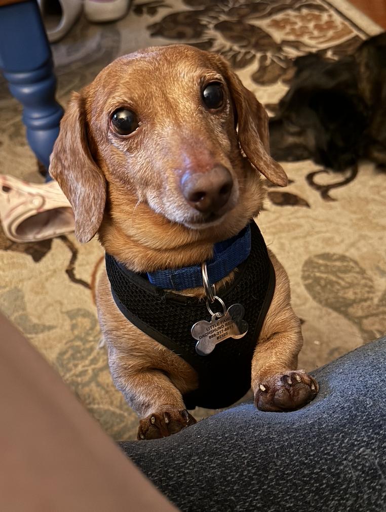 Enlarge Hooper (bonded with Hannah), a Adoptable Dachshund in Saugus, MA image 3/3