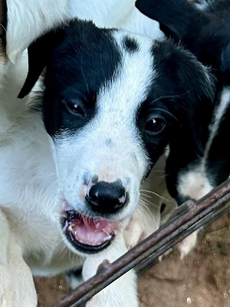 Enlarge BRIX (GA), a Adoptable mixed breed in Thompson, PA image 3/3