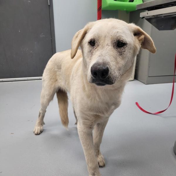 Petsuites- Brie, Adoptable, Young Female Labrador Retriever.